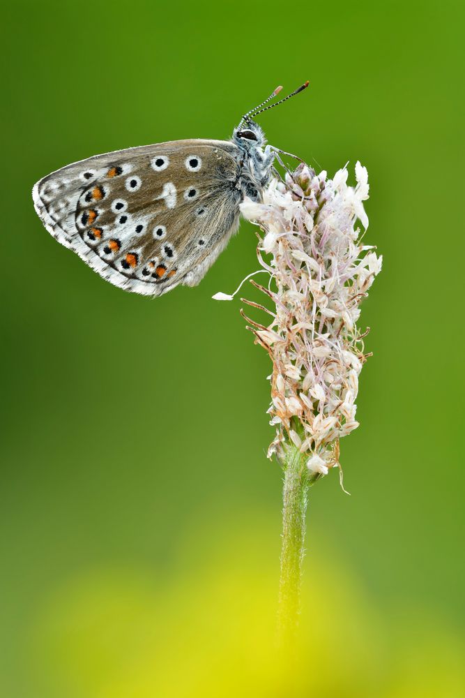 Himmelblauer Bläuling 