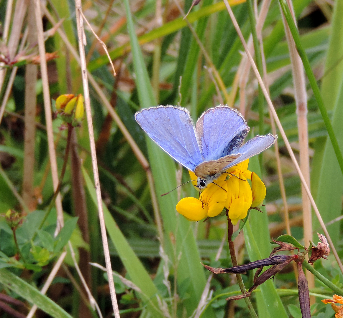 #...Himmelblauer Bläuling.....#