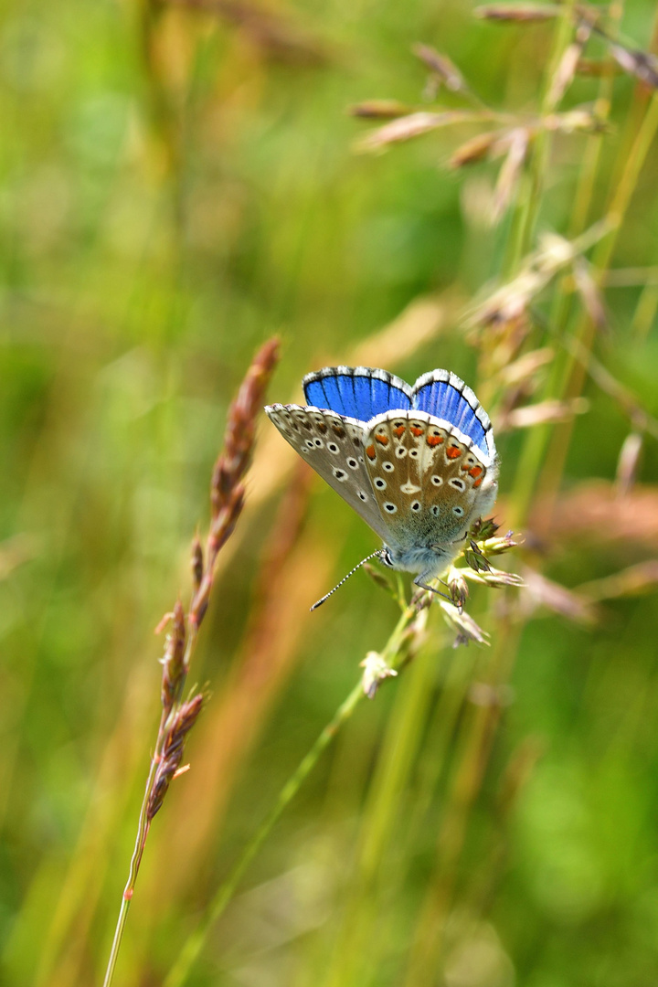 Himmelblauer Bläuling