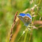 Himmelblauer Bläuling