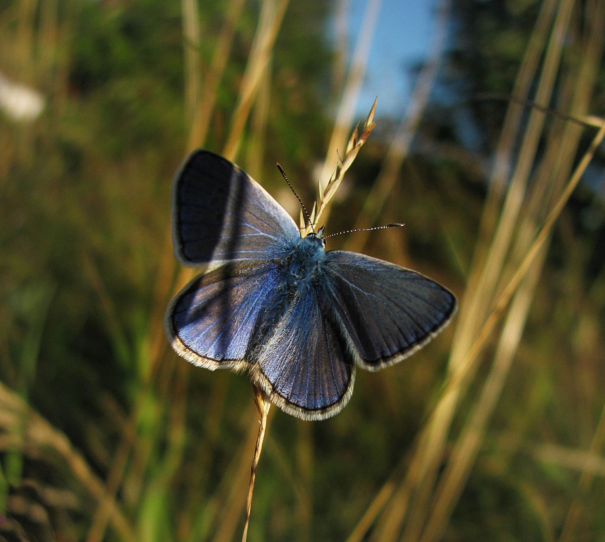 Himmelblauer Bläuling