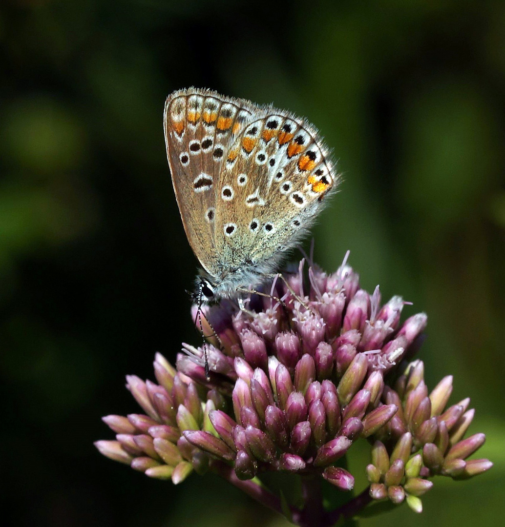 Himmelblauer Bläuling.