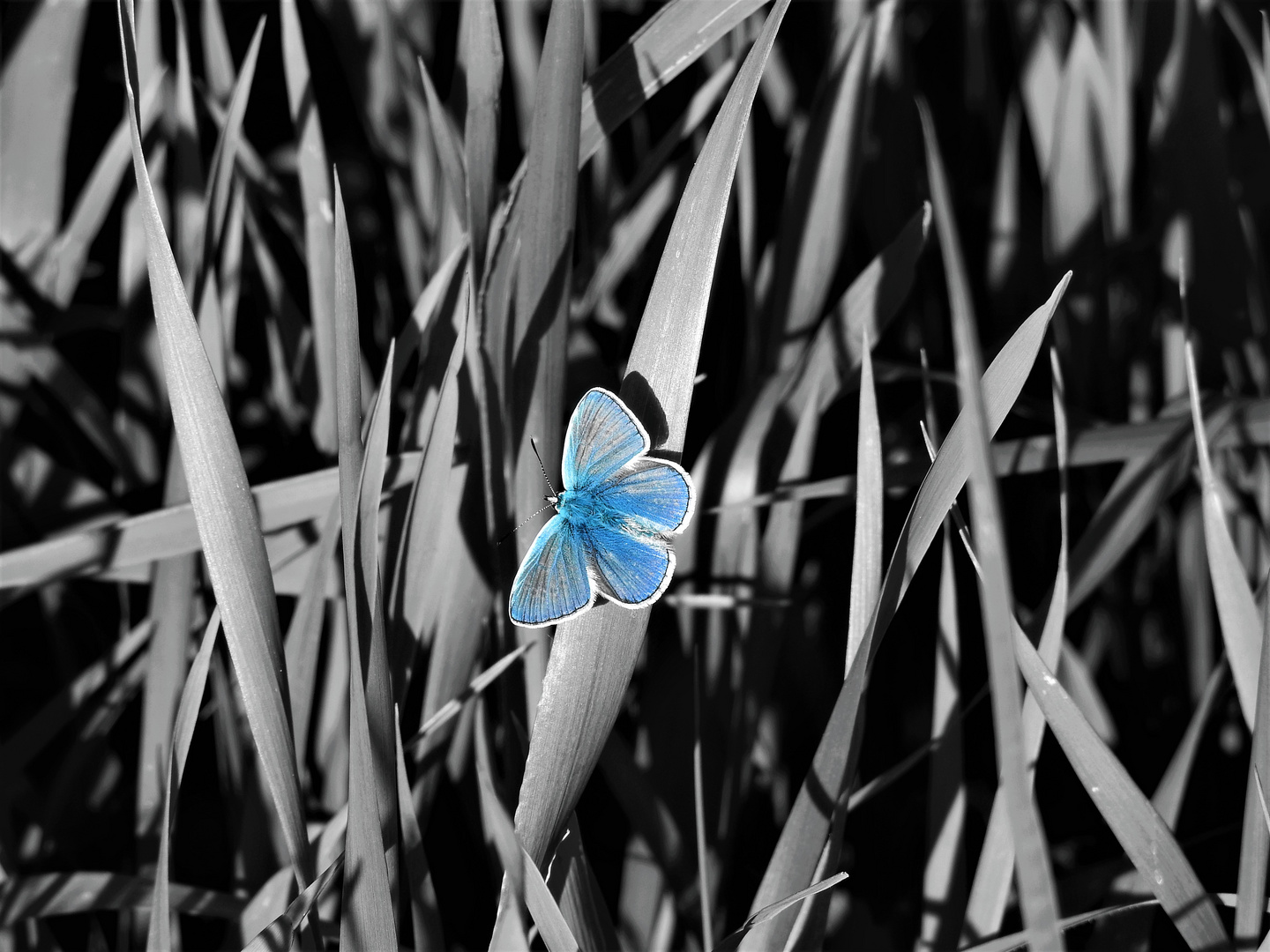 Himmelblauer Bläuling