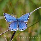 Himmelblauer Bläuling