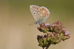 Himmelblauer Bläuling