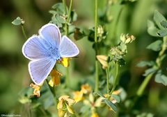 Himmelblauer Bläuling