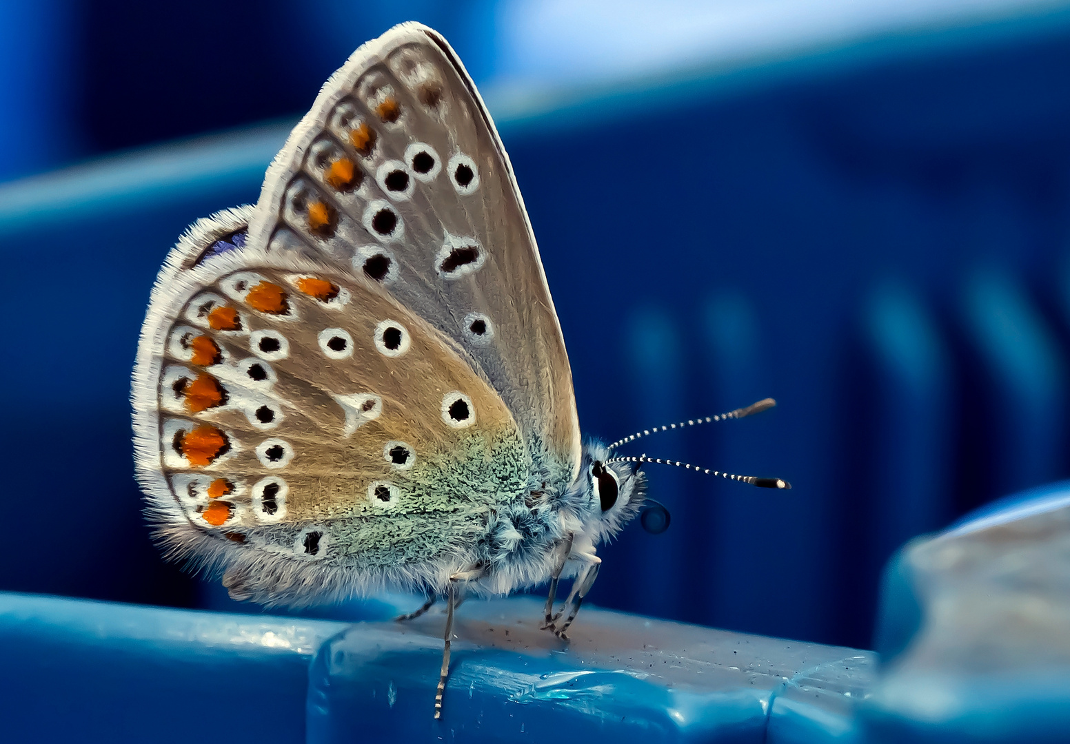 Himmelblauer Bläuling....