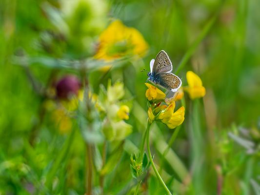 Himmelblauer-Bläuling