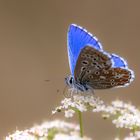 Himmelblauer Bläuling