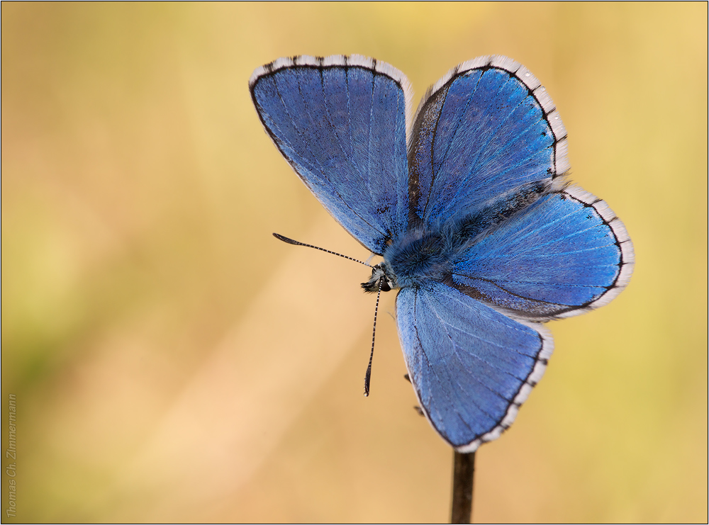 Himmelblauer Bläuling