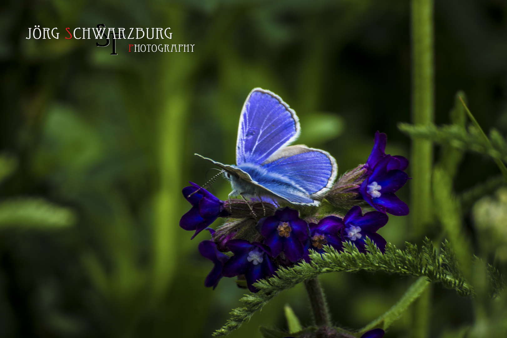 Himmelblauer Blaeuling eingefangen ...