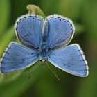 Himmelblauer Bläuling: Erst aufwärmen, dann wegfliegen