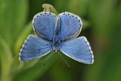 Himmelblauer Bläuling: Erst aufwärmen, dann wegfliegen