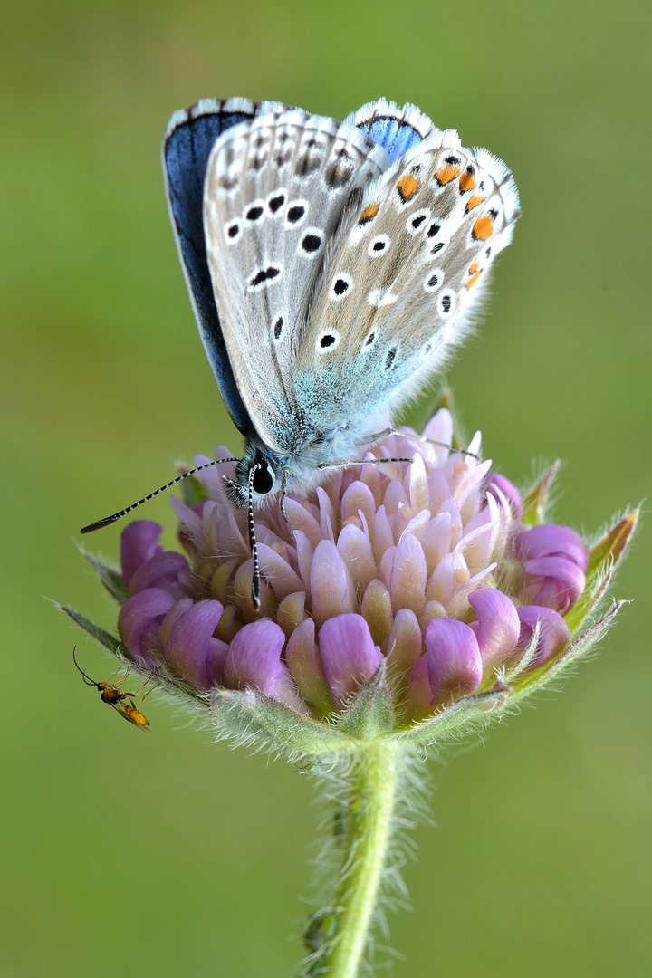 Himmelblauer Bläuling