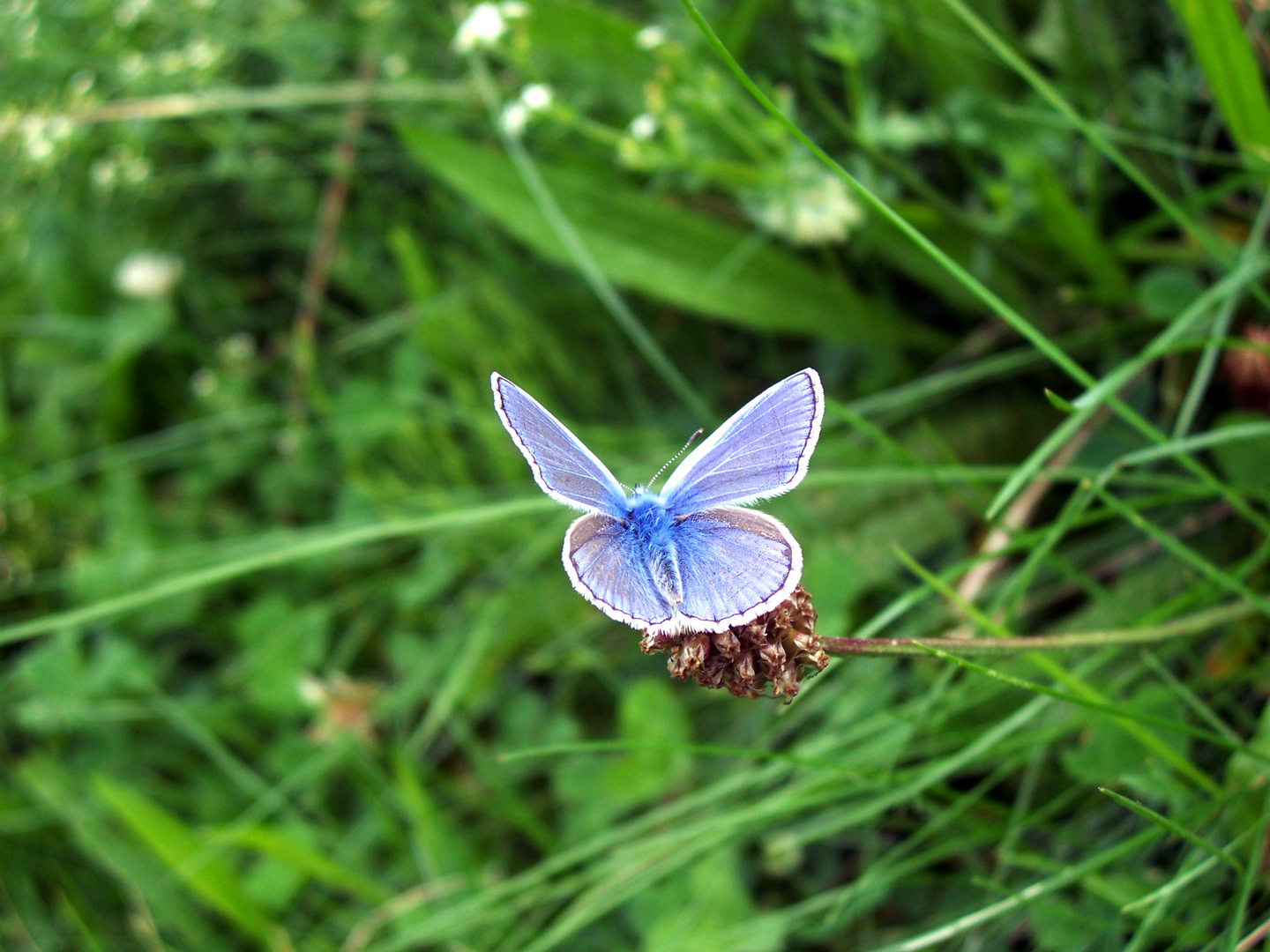 Himmelblauer Bläuling