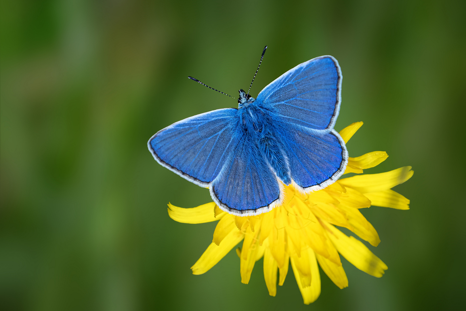 Himmelblauer Bläuling