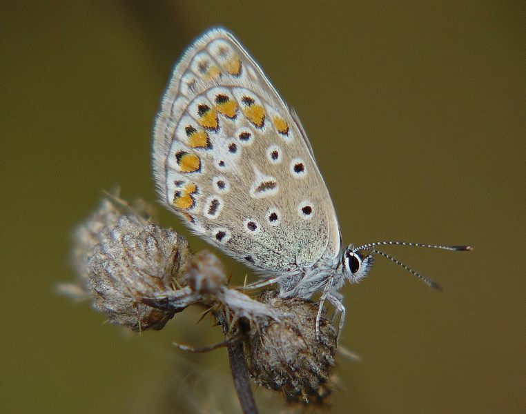 Himmelblauer Bläuling