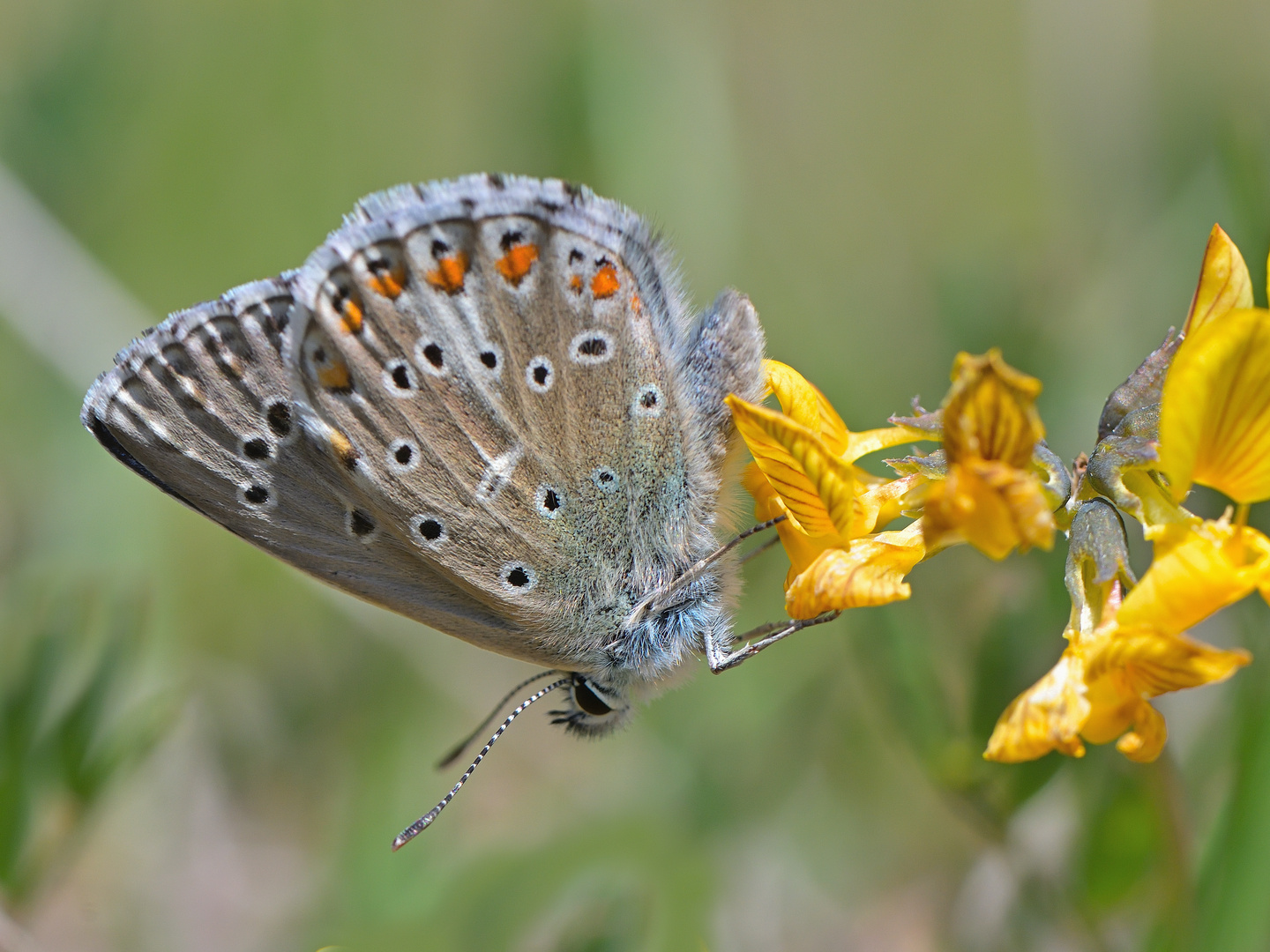 Himmelblauer Bläuling