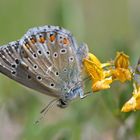 Himmelblauer Bläuling