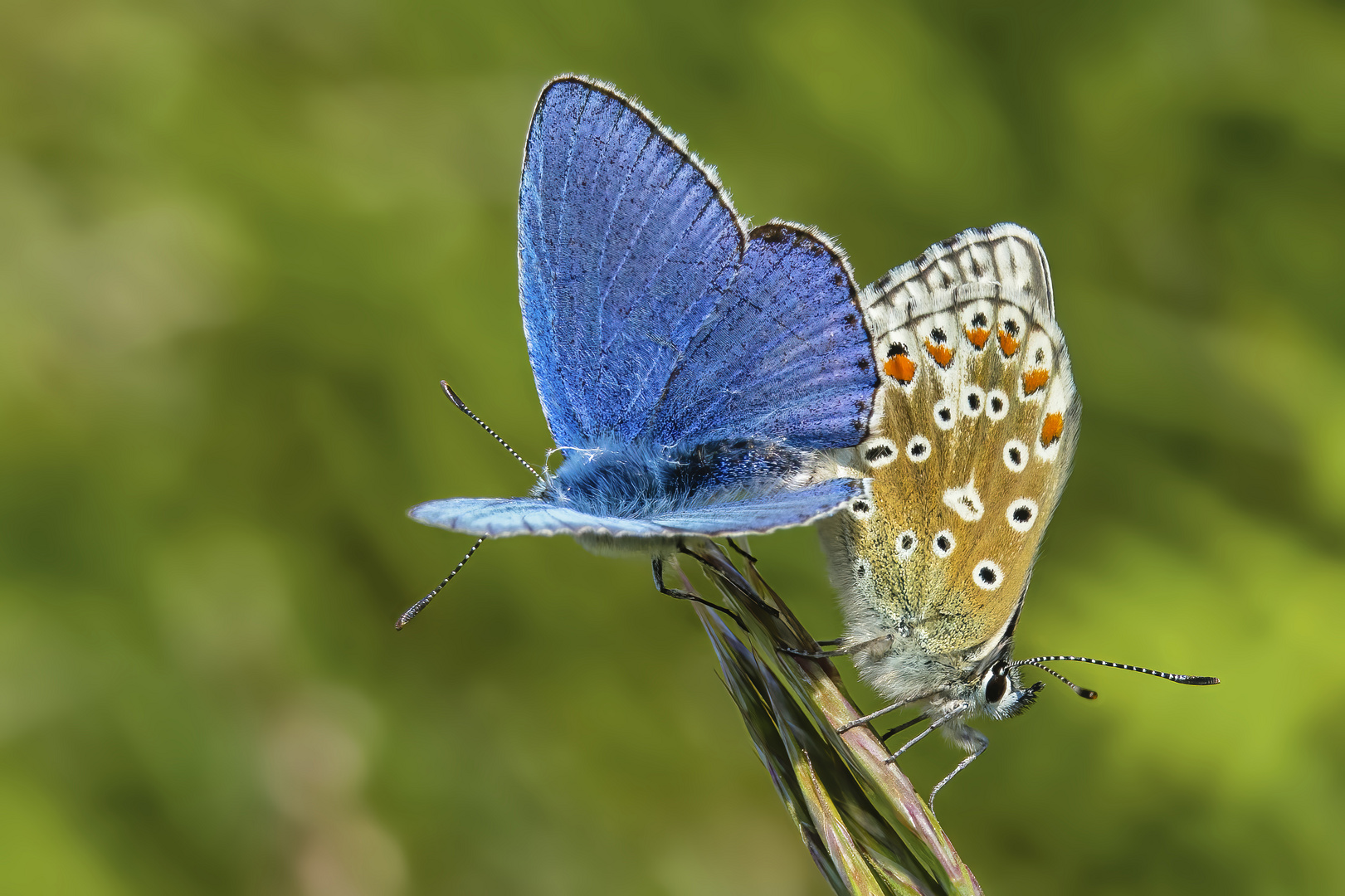 Himmelblauer Bläuling, Kopula