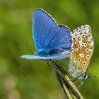 Himmelblauer Bläuling, Kopula