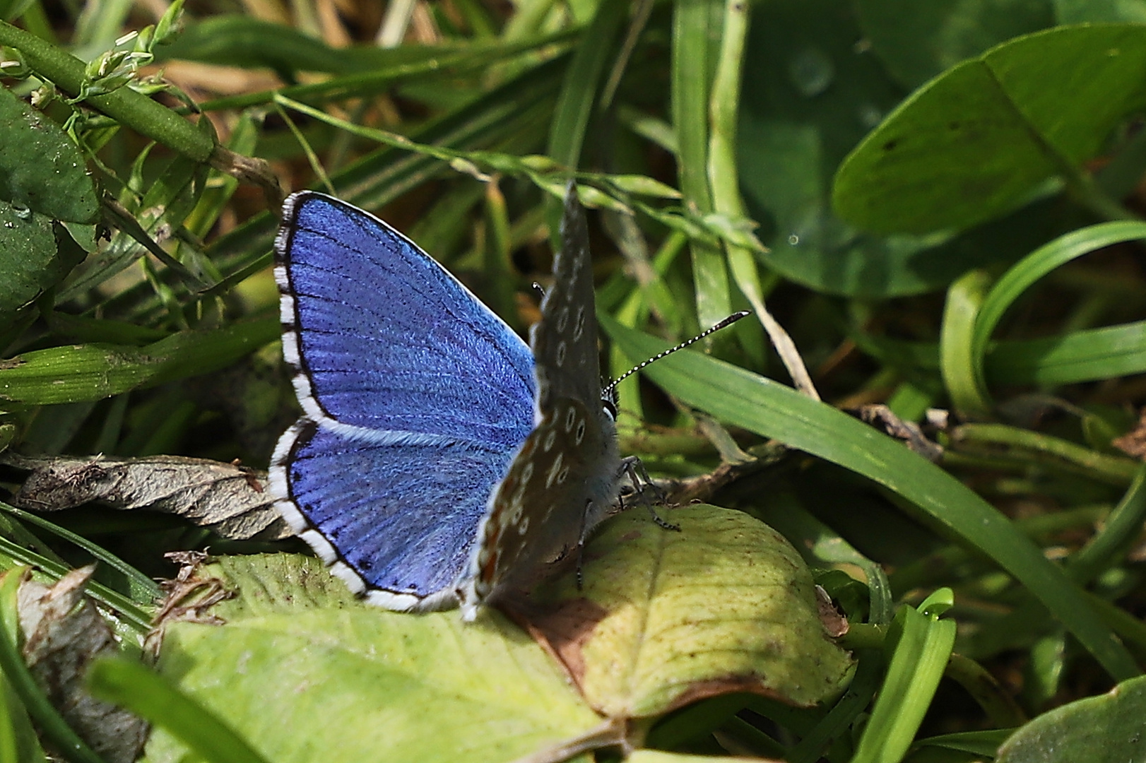 Himmelblauer Bläuling (Lysandra bellargus) (2019_09_12_6171_ji)