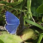 Himmelblauer Bläuling (Lysandra bellargus) (2019_09_12_6171_ji)