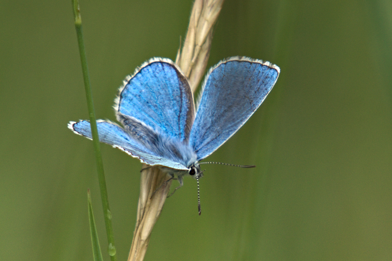  himmelblauer Bläuling, Lysandra bellargus.