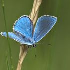  himmelblauer Bläuling, Lysandra bellargus.