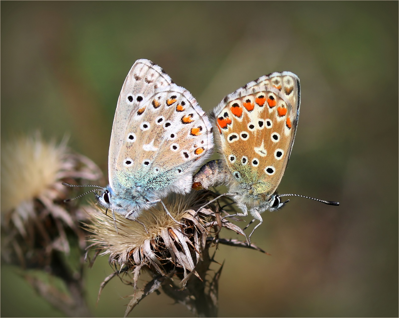 Himmelblauer Bläuling (Lysandra bellargus).