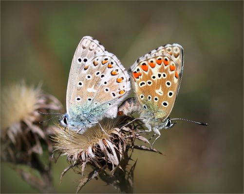 Himmelblauer Bläuling (Lysandra bellargus).