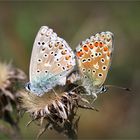 Himmelblauer Bläuling (Lysandra bellargus).