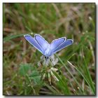 Himmelblauer Bläuling - Lysandra bellargus