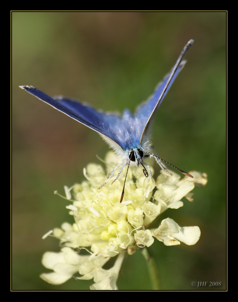 Himmelblauer Bläuling - Lysandra bellargus