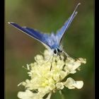 Himmelblauer Bläuling - Lysandra bellargus