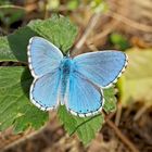 Himmelblauer Bläuling (Lysandra bellargus) 