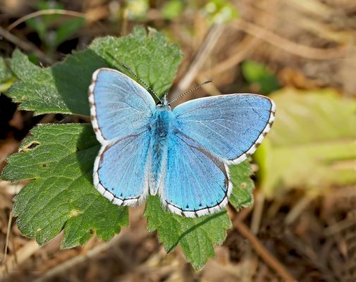 Himmelblauer Bläuling (Lysandra bellargus) 