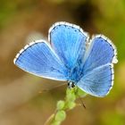 Himmelblauer Bläuling (Lysandra bellargus)