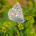 Himmelblauer Bläuling  (Lysandra bellargus)