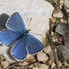 Himmelblauer Bläuling (Lysandra bellargus).