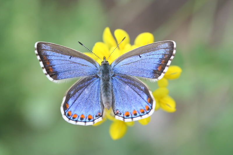 Himmelblauer Bläuling (Lysandra/Polyommatus bellargus)