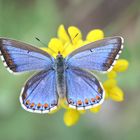 Himmelblauer Bläuling (Lysandra/Polyommatus bellargus)