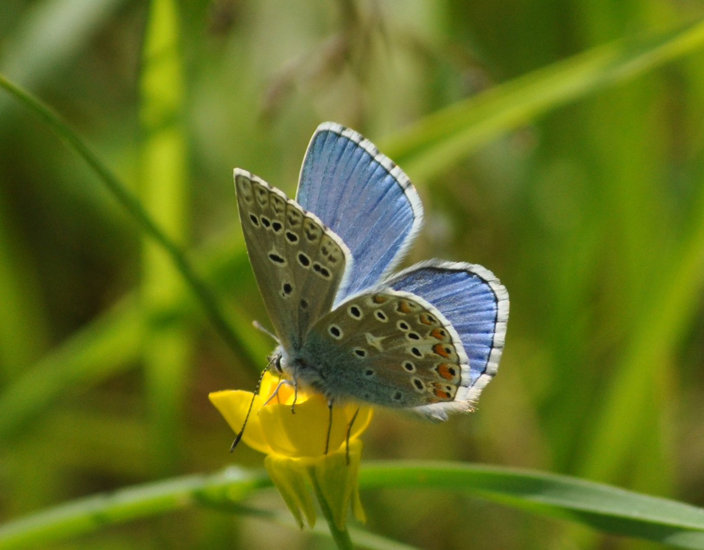 Himmelblauer Bläuling (m)