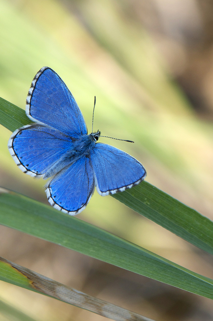 Himmelblauer-Bläuling (M) / Polyommatus bellargus (ND)