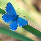 Himmelblauer-Bläuling (M) / Polyommatus bellargus (ND)