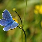 Himmelblauer Bläuling -Männchen-