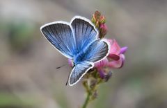 Himmelblauer Bläuling oder Esparsetten-Bläuling