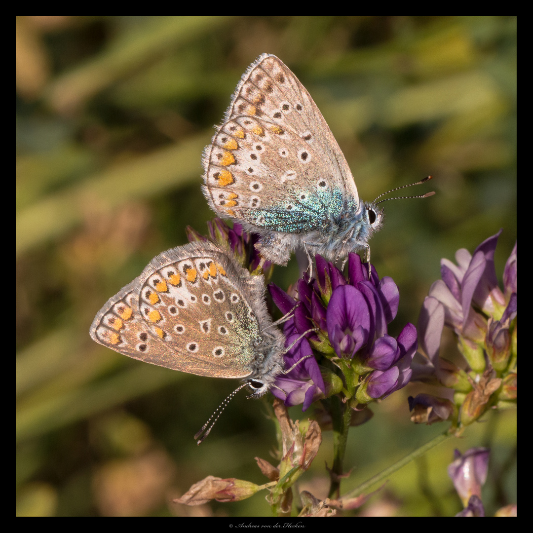 Himmelblauer Bläuling (Polyommartus bellargus)