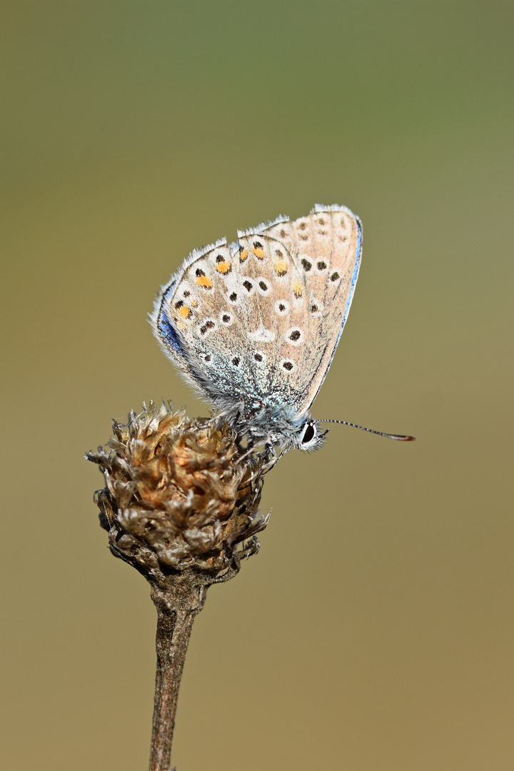 Himmelblauer Bläuling (Polyommatus bellargus) (1/2)