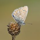 Himmelblauer Bläuling (Polyommatus bellargus) (1/2)